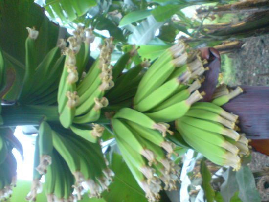 BANANA-ISLAND - Banaenstauden