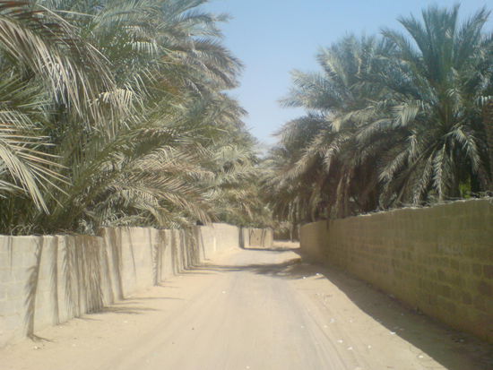 Oasen in Al 'Ain