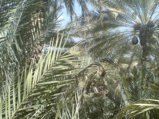 Wo ist der Dattelernter?