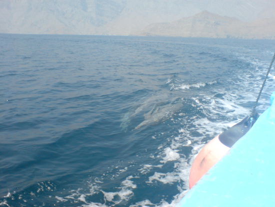 Delfine schwimmen neben der Dhau her