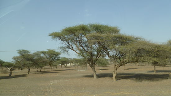 Typisch Omanisches Landschaftsbild...