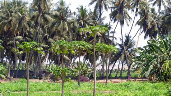 Tropische Gärten: Kokospalmen und Papayabäume
