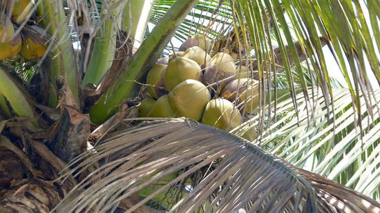 Kokosnüsse