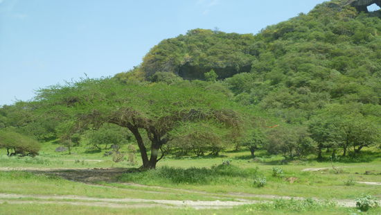 ... und eine exotische Vegetation ...