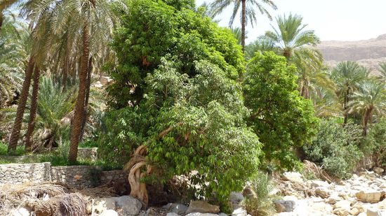 Ein Mangobaum