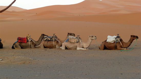 Ohne Kamele wäre die Wüste undurchdringlich.