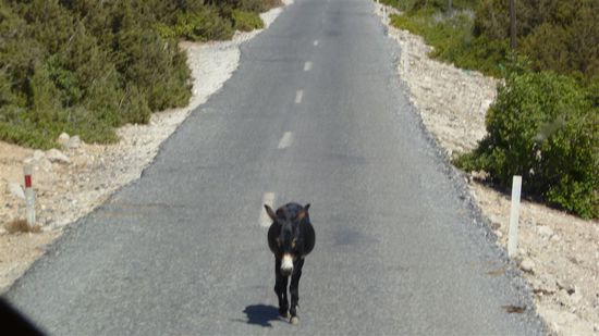 Unterwegs muss der Busfahrer für einen der für diese Gegend typischen Wildesel bremsen ....
