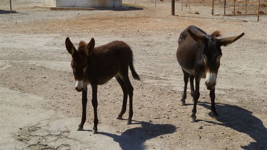 Einige Besucher bringen den Wildeseln, die genau wissen, wo die Touristen hinkommen, vom Frühstücksbuffet ein paar Äpfel mit.