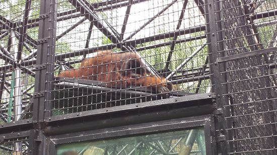 Faul: der Orang Utan
