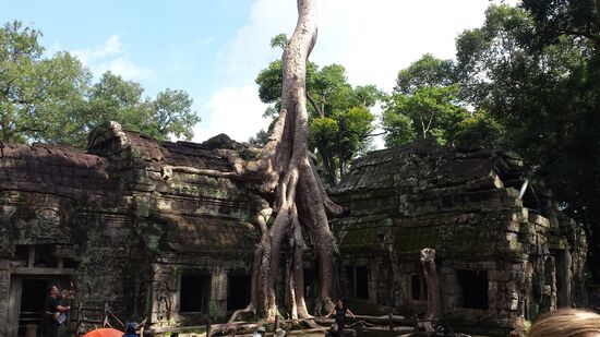 Bäume schlagen Luftwurzeln .....