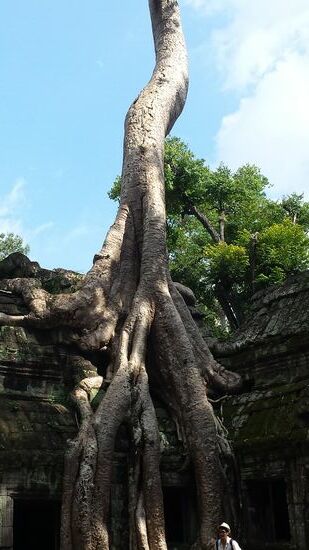 ... und überwuchern den Tempel