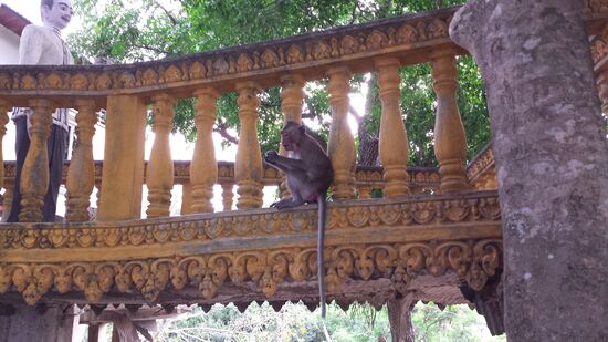 Darf ich dem mal am Schwanz ziehen?