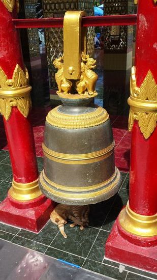 Was die Katze wohl macht, wenn man auf den Gong schlägt?