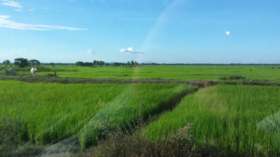 ausgedehnte Reisfelder