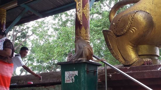 Leben von dem, was sie von den Besuchern bekommen: Die Affen.