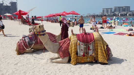 Auch Kamele wollen mal an den Strand