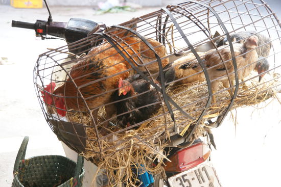 Auf dem Mofa wird "alles" transportiert ...