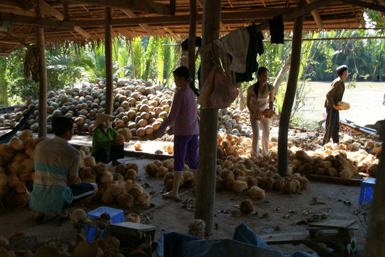 200 Mio. Kokosnüsse im Jahr