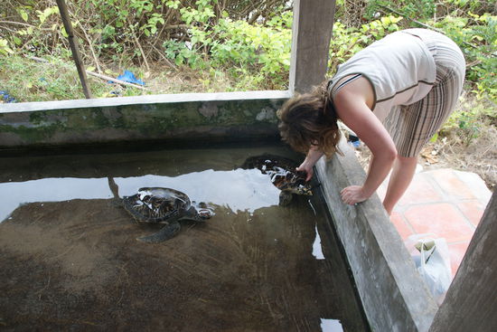 Noch kleine Wasserschildkröten