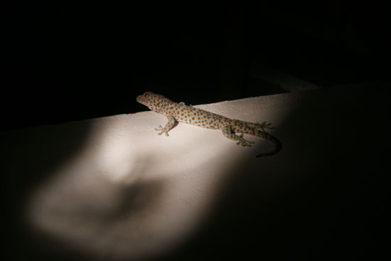 Ich heiße Richard, bin 20 cm lang, blitzschnell - und wohne hier