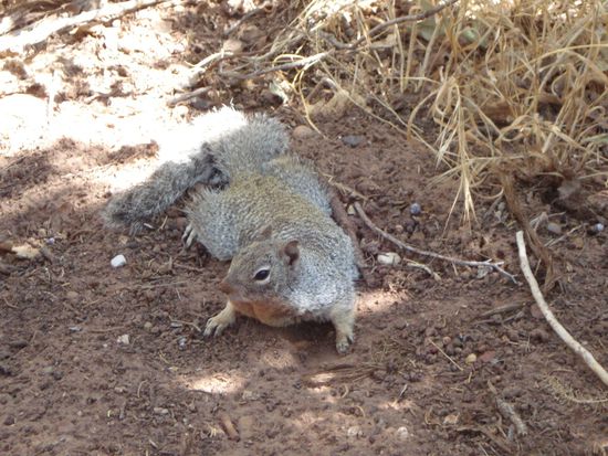 Wie in jedem Park begegneten uns auch hier Eichhoernchen. Hier ein ziemlich grosser Brocken..