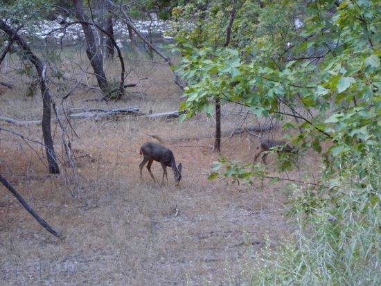 Wie in allen Nationalparks bisher sieht man auch hier viele Tiere.