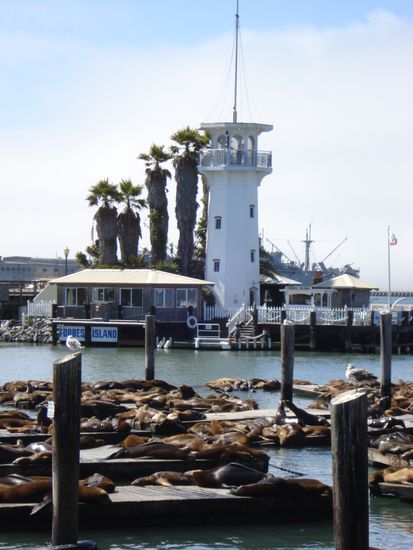 Seeloewen am Pier 39