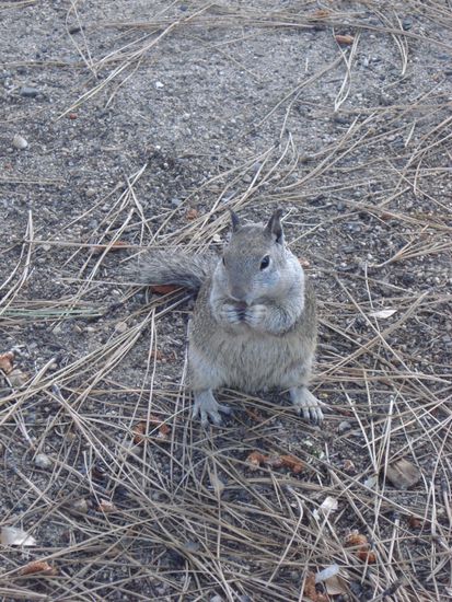 squirrel, squirrel, ueberall hats squirrel. aber si sind halt haerzig..