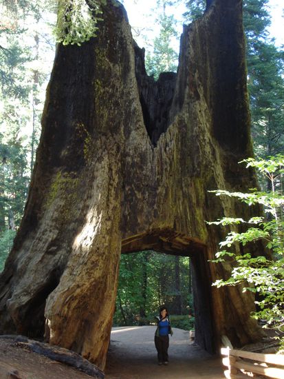 Der Baum war anscheinend schon tot, als man fuer die Touristen einen Tunnel machte.