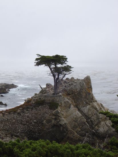 Lone Cypress. Bei Nebel sieht er wirklich etwas verloren aus