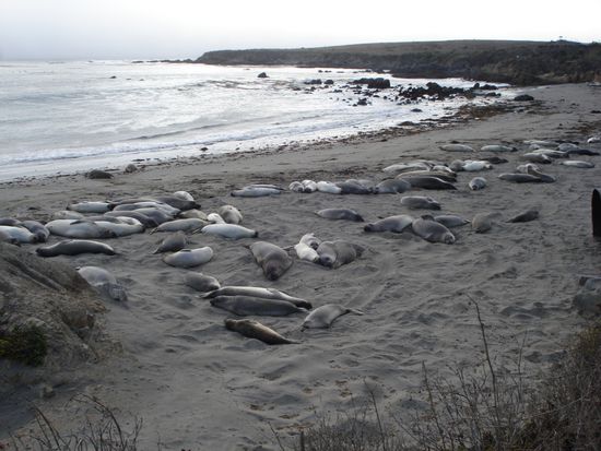 Seeelefanten (keine Angst, sie leben..)