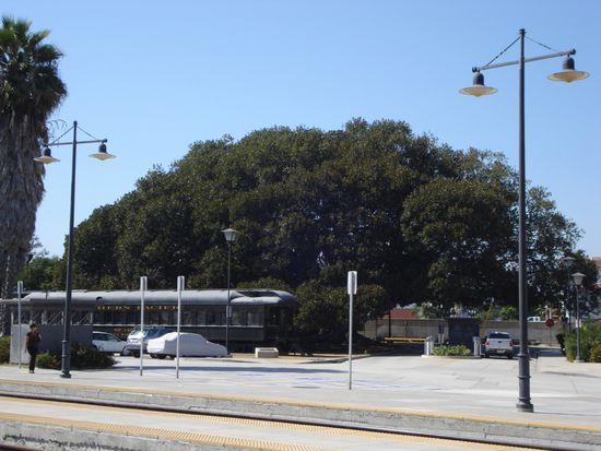der anscheinend groesste Feigenbaum der Welt (beim Bahnhof von Santa Barbara)