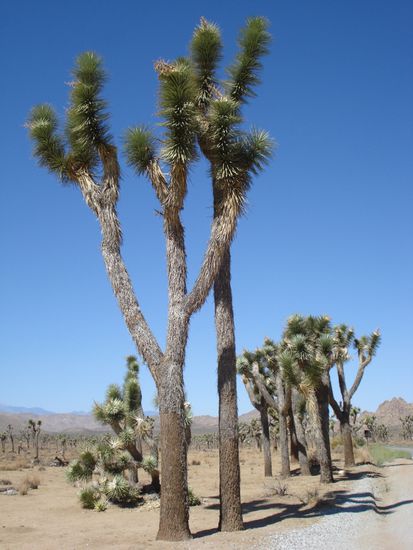 Joshua Trees