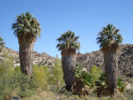 Eine kleine Oase in der Wueste