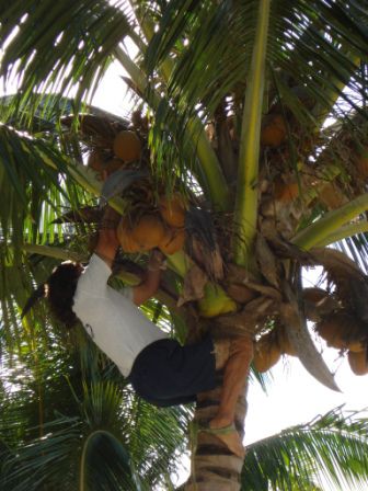 Davids Coconut Show