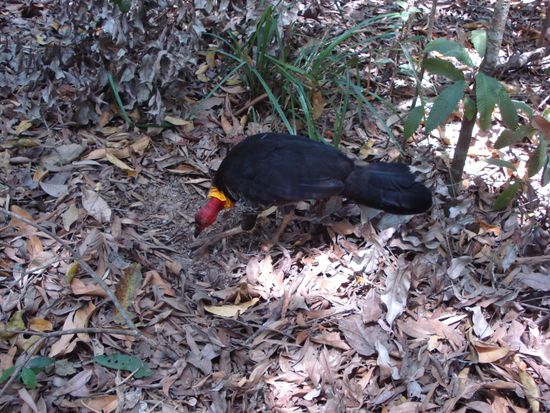 Bush turkey. Diese findet man hier ueberall zahlreich.