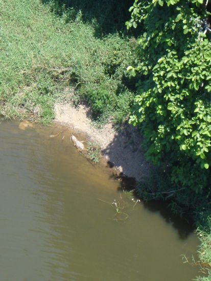 Unser erstes Kroki! Wir entdeckten es aus sicherer Distanz aus der Gondelbahn.