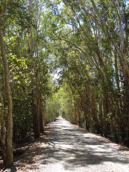 Strasse im Edmund Kennedy NP