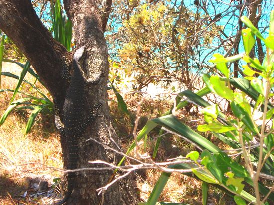 man beachte den Goana am Baumstamm