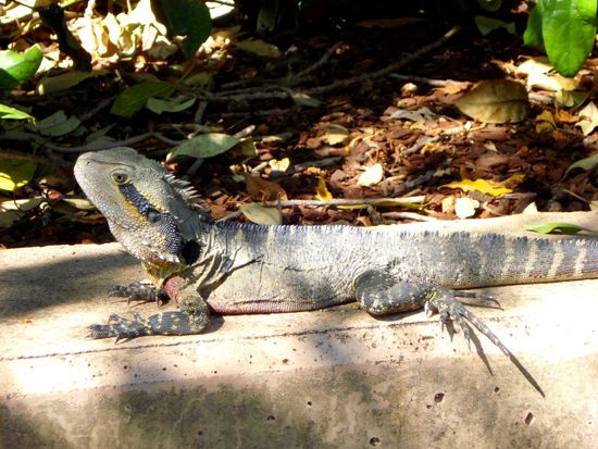 Waterdragon (von denen hatte es unglaublich viele!)