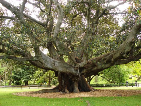 in den Royal Botanical Gardens