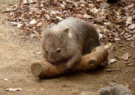 auch Wombats hatten wir bis zu diesem Zeitpunkt noch keine gesehen.. (Dies ist ein Jungtier, am Strassenrand sahen wir spaeter noch recht viel groessere Exemplare, leider tot..)
