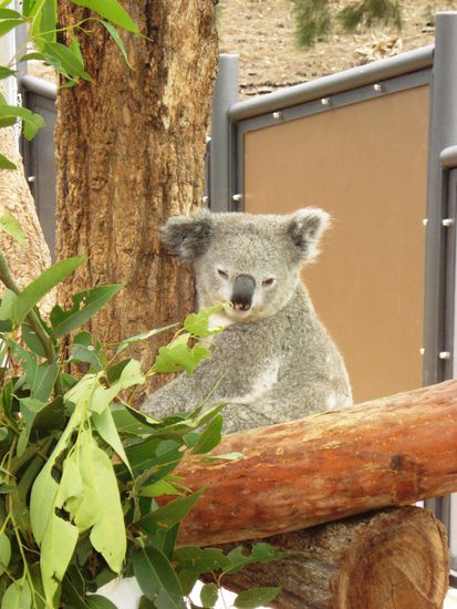 das ist kein Plueschtier! (unser erster Koala, halt "nur" im Zoo)