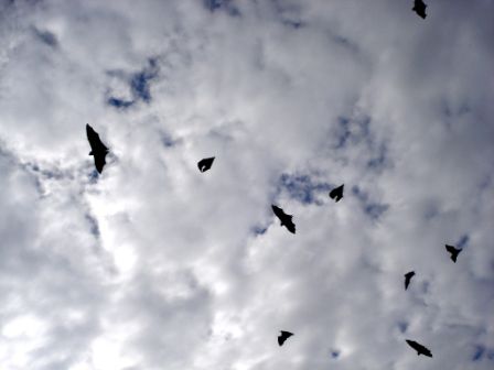 Flying Foxes