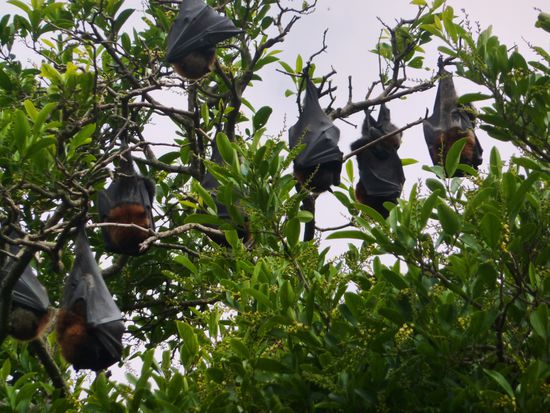 und hier die Nahaufnahme