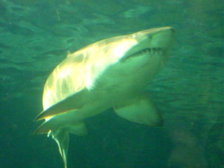 im Sydney Aquarium