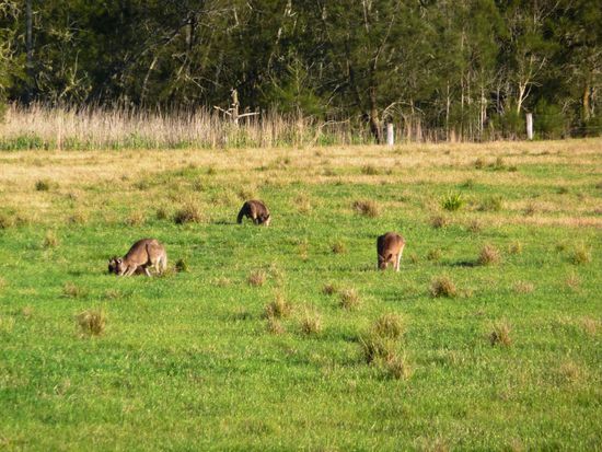 Eine weitere Kangaroo-Gruppe am Grasen (Kangaroos sehen wir gar nicht mal so selten..)