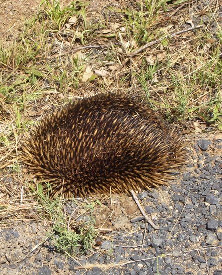 Echidna