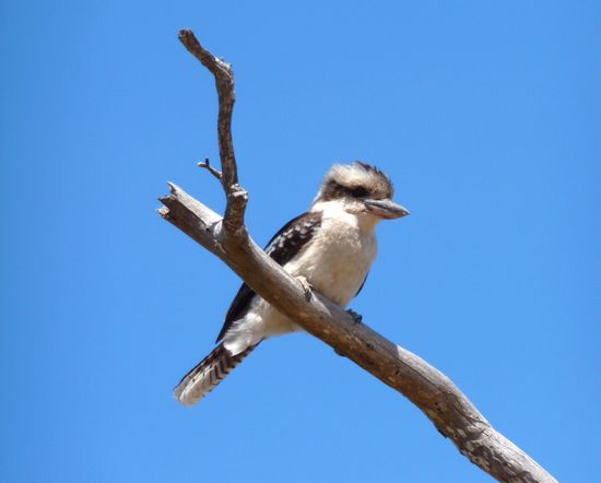 ein Kokaburra hat fuer uns posiert 