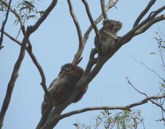 noch ein Mami mit Baby ...